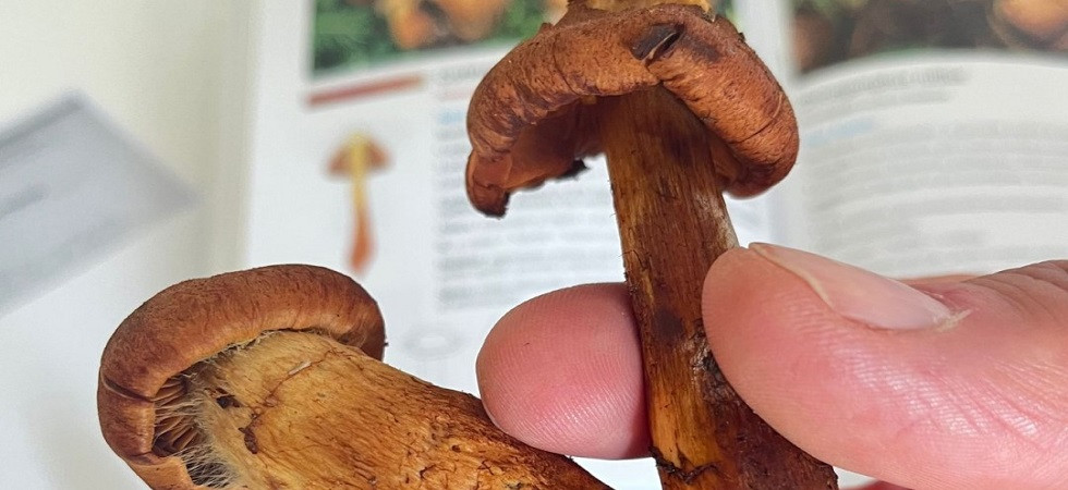 Tra i funghi raccolti 5 sono mortali: “Avrebbero potuto uccidere un'intera famiglia”